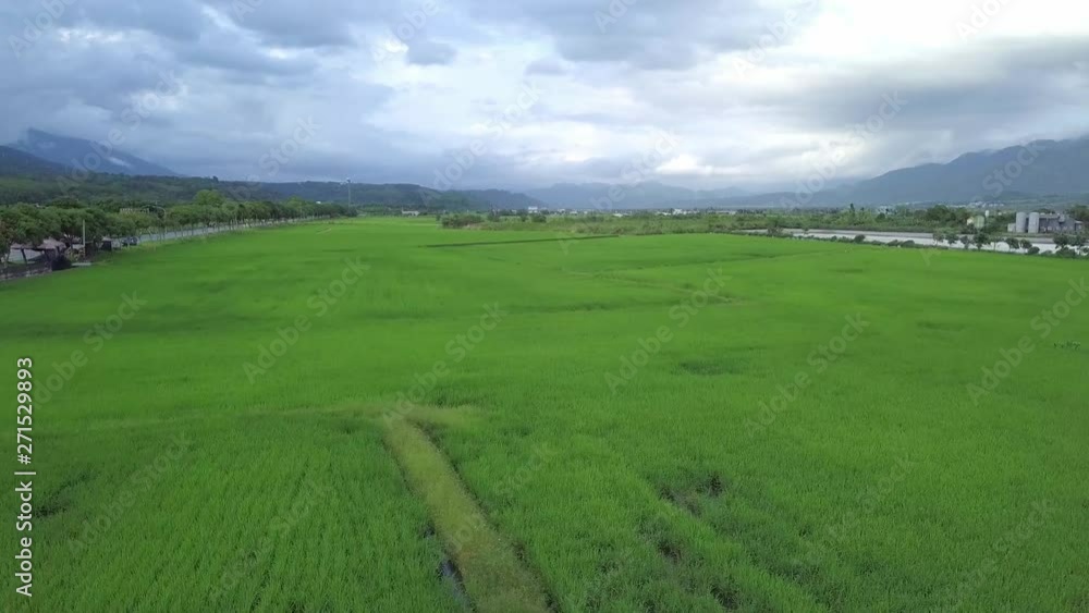 Flying pass the paddy rice field.The whole rice field is like a green carpet. Yuli, Hualien County, Taiwan. - crane up Flying pass the paddy rice field.The whole rice field is like a green carpet. Yuli, Hualien County, Taiwan. - crane up