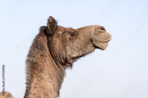 Camel head in desert Thar during Pushkar Camel Fair, Rajasthan, India © OlegD