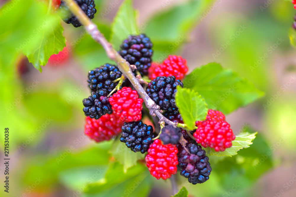 Fresh mulberries, healthy fruit in tree branches, have a green background in Tangshan, Hebei Province, China. Fresh mulberries, healthy fruit in tree branches, have a green background in Tangshan, Hebei Province, China.