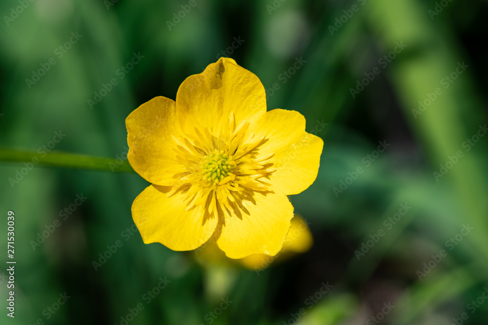 Yellow flower of buttercup mountain Ranunculus montanus. Yellow flower of buttercup mountain Ranunculus montanus.