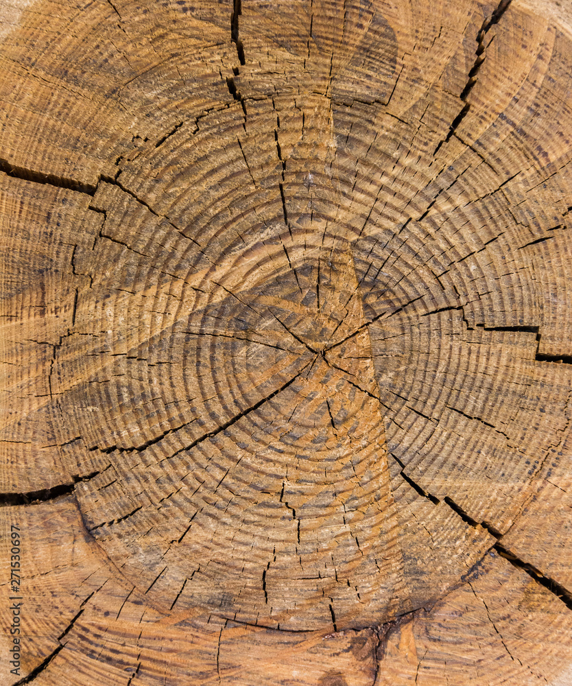 Cracked brown tree annual ring material shading
