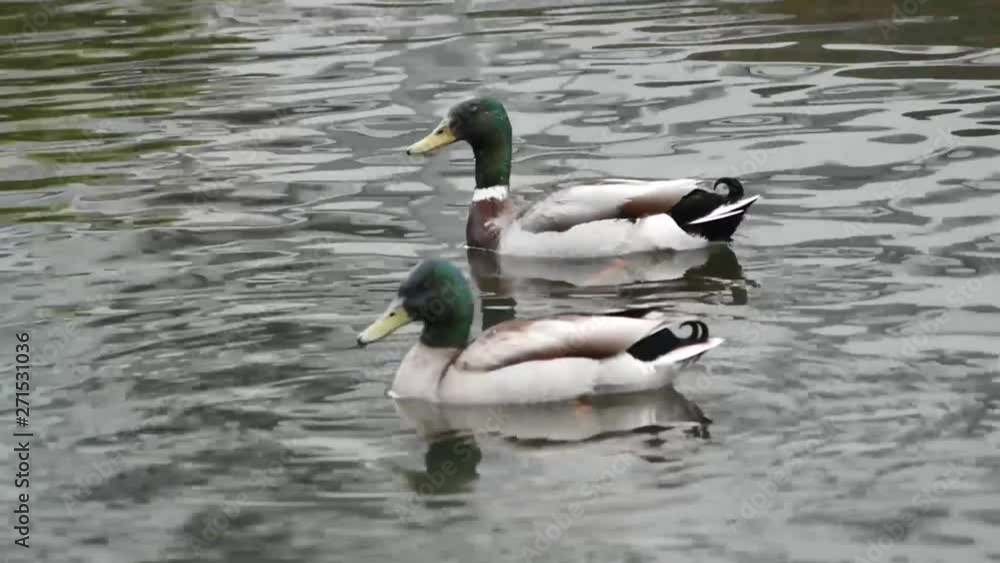 Some ducks chilling in water Some ducks chilling in water