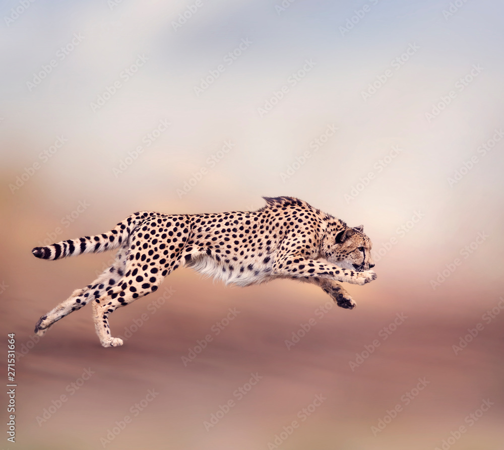 Obraz premium Cheetah Running