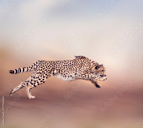 Fotografia Cheetah Running
