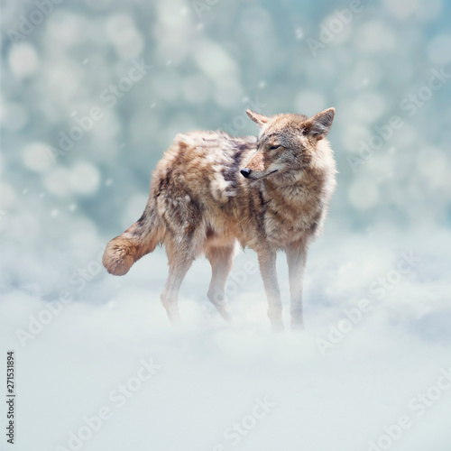 Young coyote walking  in the winter © SunnyS