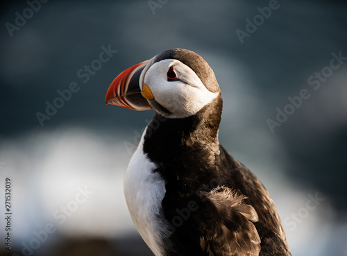 Icelandic Puffin On A Cliff
