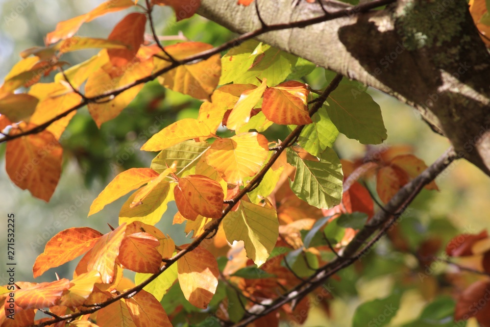 Autumn Leaves in afternoon sun Autumn Leaves in afternoon sun