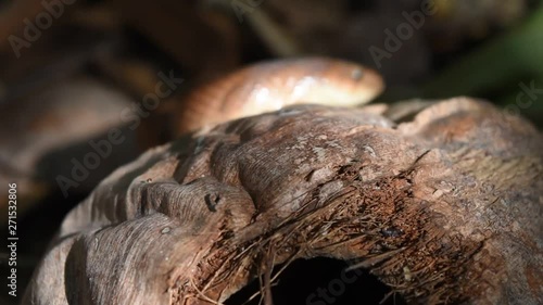 The Banded kukri snake ( Oligodon fasciolatus ) in forest , Black stripes on the body of brown reptile in Thailand photo