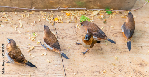 A group of Garrulax sannios eating corn grains