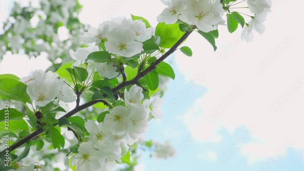 Apple tree blossoms in the sunshine garden.