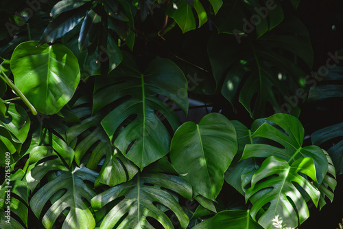 Tropical green monstera leaves in jungle