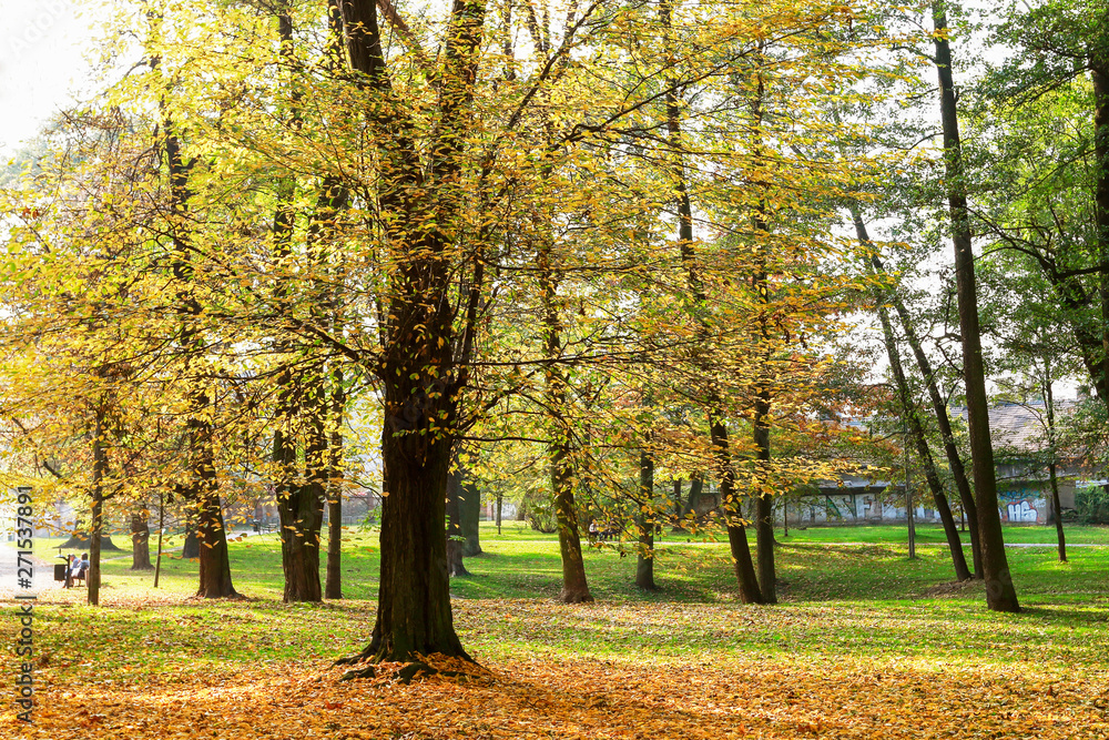 Naklejka premium Big old trees in autumn park.