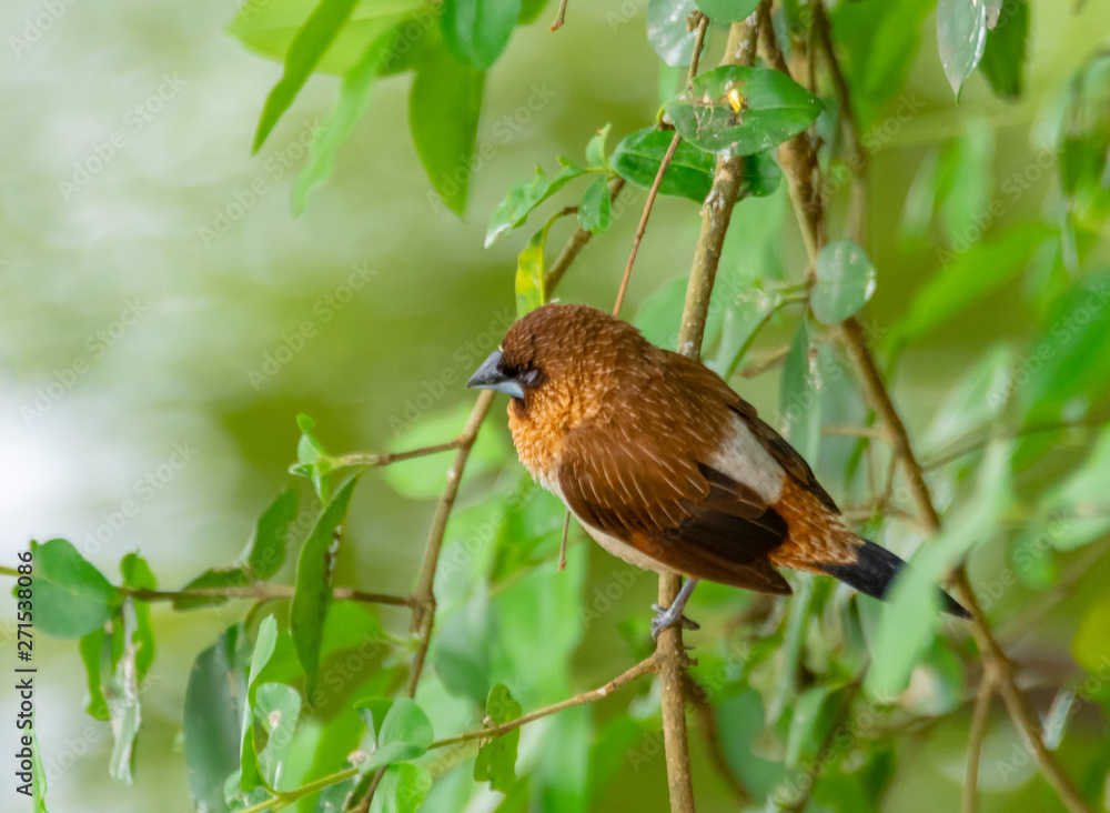 A Garrulax sannio cheek resting on a branch
