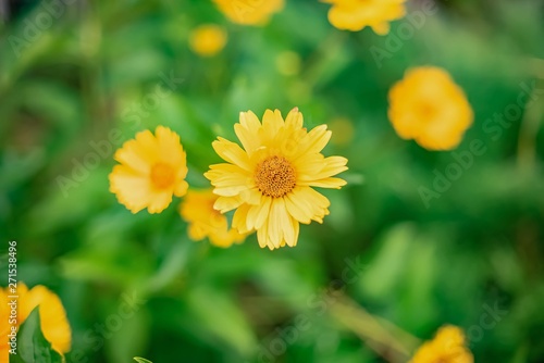 One yellow flower on green background, natural natural background, summer top view