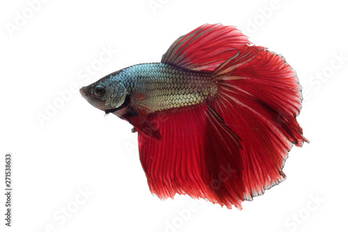 beautiful of siam Betta fish in thailand on white background