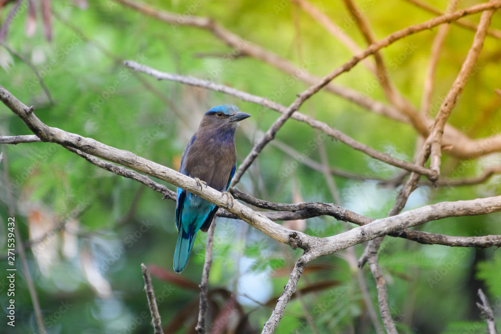 coracias benghalensis, Birds are sticking to dry branches. coracias benghalensis, Birds are sticking to dry branches.