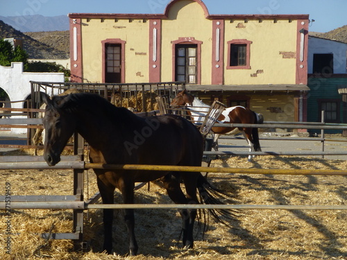 Horse in western village of Spain © VEOy.com
