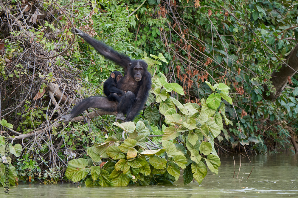 Obraz premium Chimpanzee (Pan troglodytes)