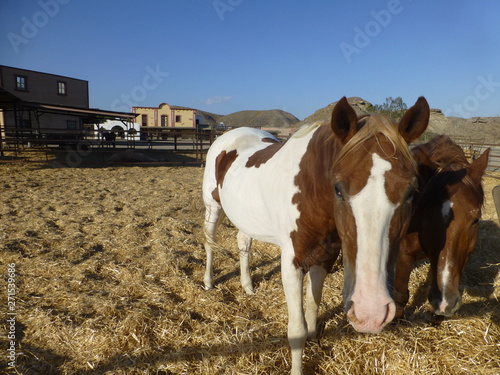 Horse in western village of Spain