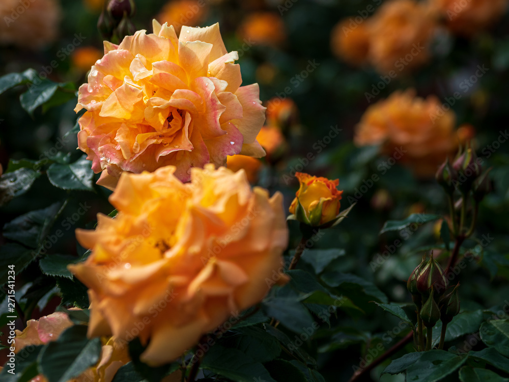 orange blühende Rosen