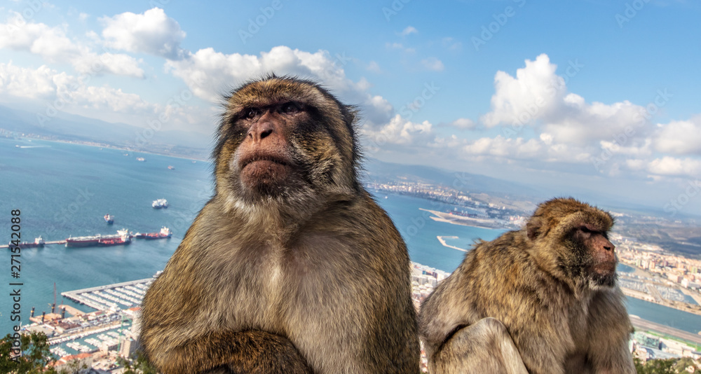 Naklejka premium Barbary macaques in Gibraltar
