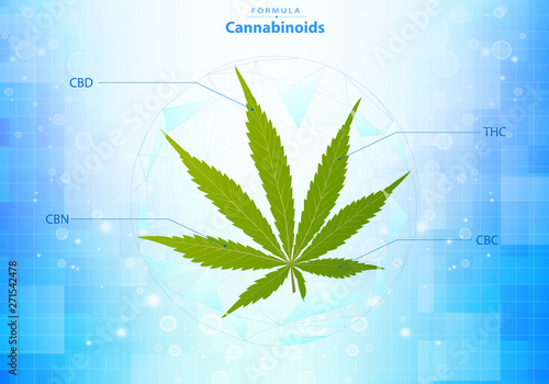 Canaabis or marijuana leaves Hemp leaf extract.