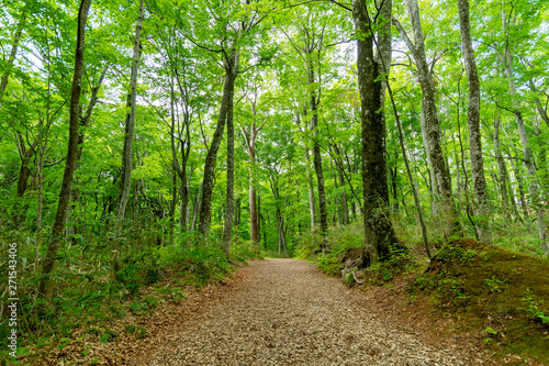 【青森県白神山地十二湖】春のブナ自然林は透き通った緑の世界