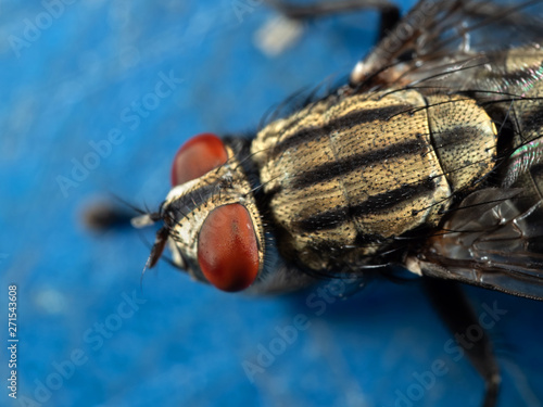 Macro Photo of Housefly on Blue Floor