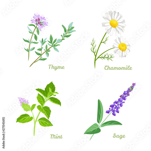 Healing herbs vector illustration set. Thyme, Sage, Chamomile and Peppermint. Medical plants collection in cartoon simple flat style.