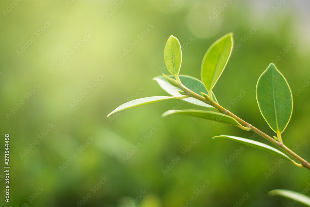 green leaf natural background for texture green leaf natural background for texture