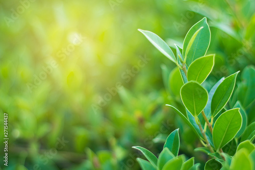 green leaf natural background for texture