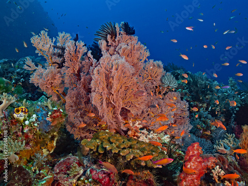 Underwater wide angle photography of an intact coral reef  Pulau Bangka  North Sulawesi Indonesia 