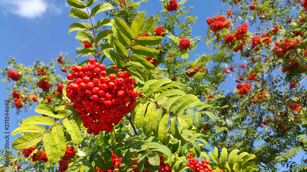 Branches of mountain ash with bright berries on blue sky