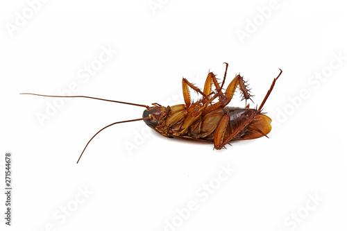 Dead cockroaches with isolated on white background. Cockroache in dirty places