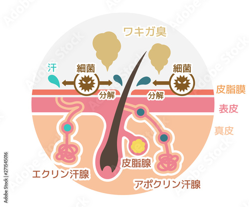 ワキガ臭発生の原因イラスト (腋臭・わきが）/ 円形