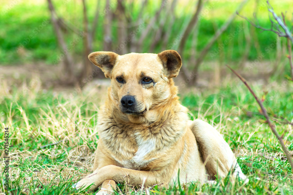 cute red mongrel dog is lying on the grass cute red mongrel dog is lying on the grass