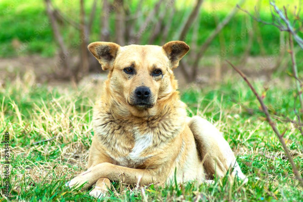 cute red mongrel dog is lying on the grass