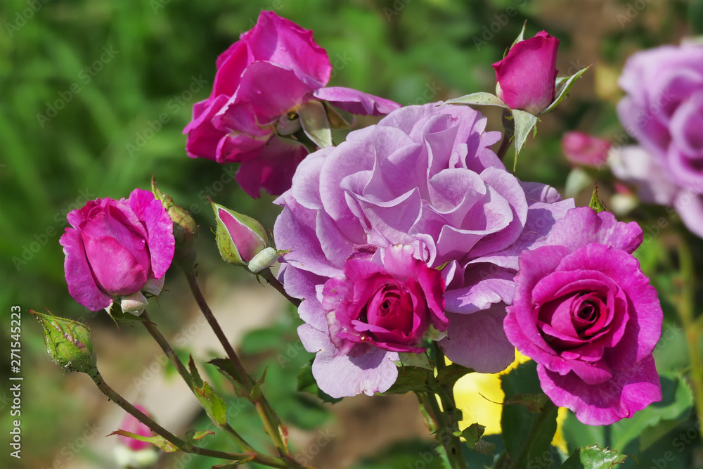 Beautiful pink violet roses