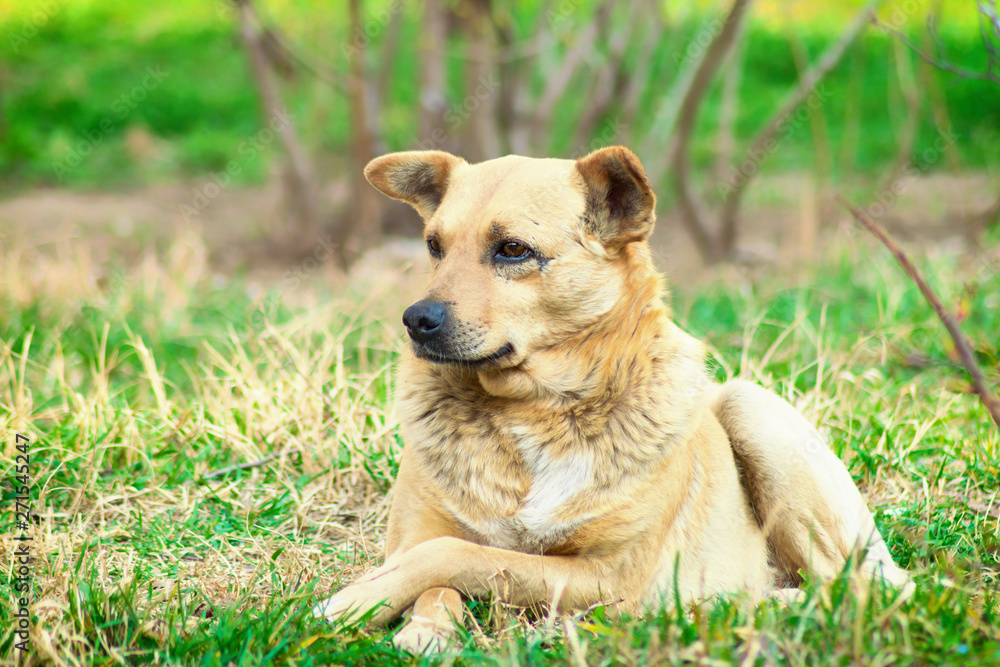 cute red mongrel dog is lying on the grass