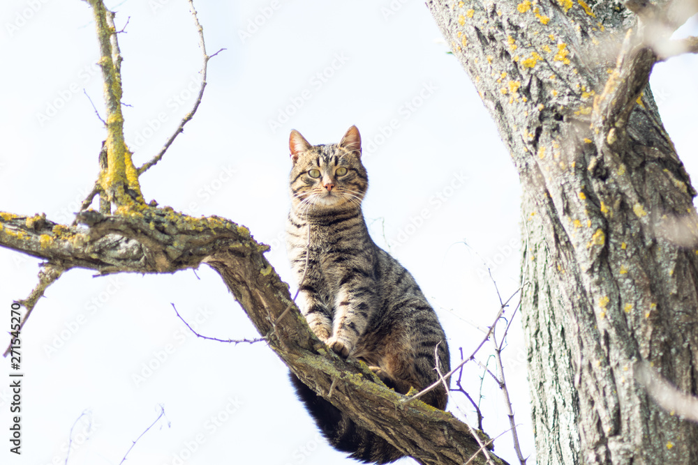 Beautiful gray striped cat on a tree against the blue sky. Cheshire Cat Beautiful gray striped cat on a tree against the blue sky. Cheshire Cat
