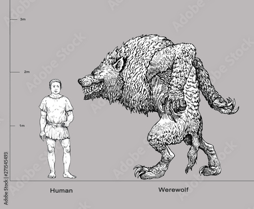 Monster werewolf illustration. Werewolf and human anatomy comparison. Fantasy drawing.