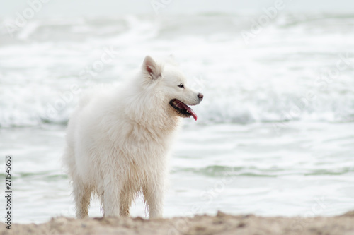 Beautiful Samoyed dog have fun on a beach. Domestic purebred dog is walking at seashore
