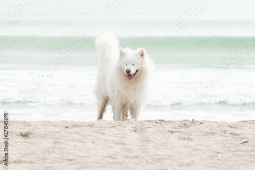 Beautiful Samoyed dog have fun on a beach. Domestic purebred dog is walking at seashore