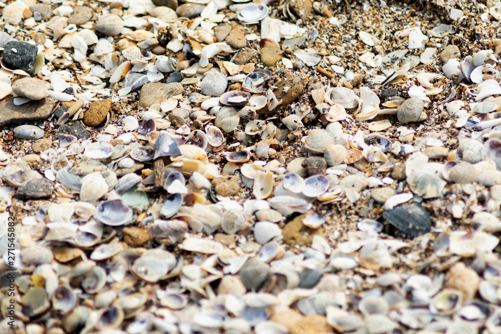 seashells background texture. different shells on sand seashells background texture. different shells on sand
