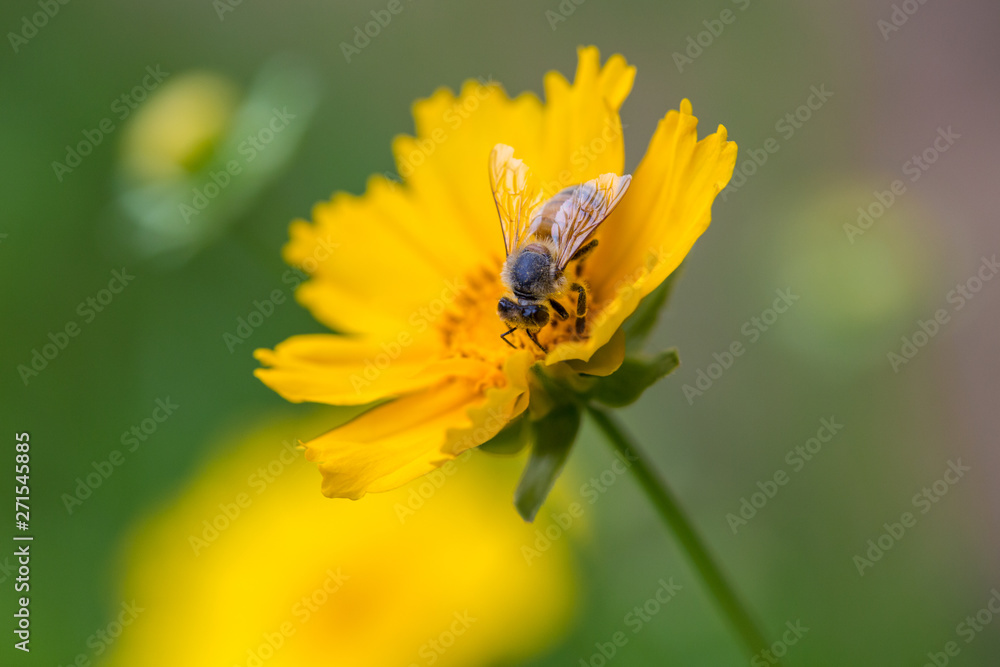 Wildflower,yellow,closeup,pagan,flowering plant,petal,flower,plant stem,wallpaper,natural,outdoor,flower,yellow,nature,plant,garden,summer,green,daisy,flowers,spring,flora ,beauty,bloom,flower,petal,c Wildflower,yellow,closeup,pagan,flowering plant,petal,flower,plant stem,wallpaper,natural,outdoor,flower,yellow,nature,plant,garden,summer,green,daisy,flowers,spring,flora ,beauty,bloom,flower,petal,c