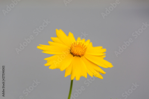 Outdoor spring, blooming yellow flower close-up, Coreopsis，Coreopsis drummondii Torr. et Gray
