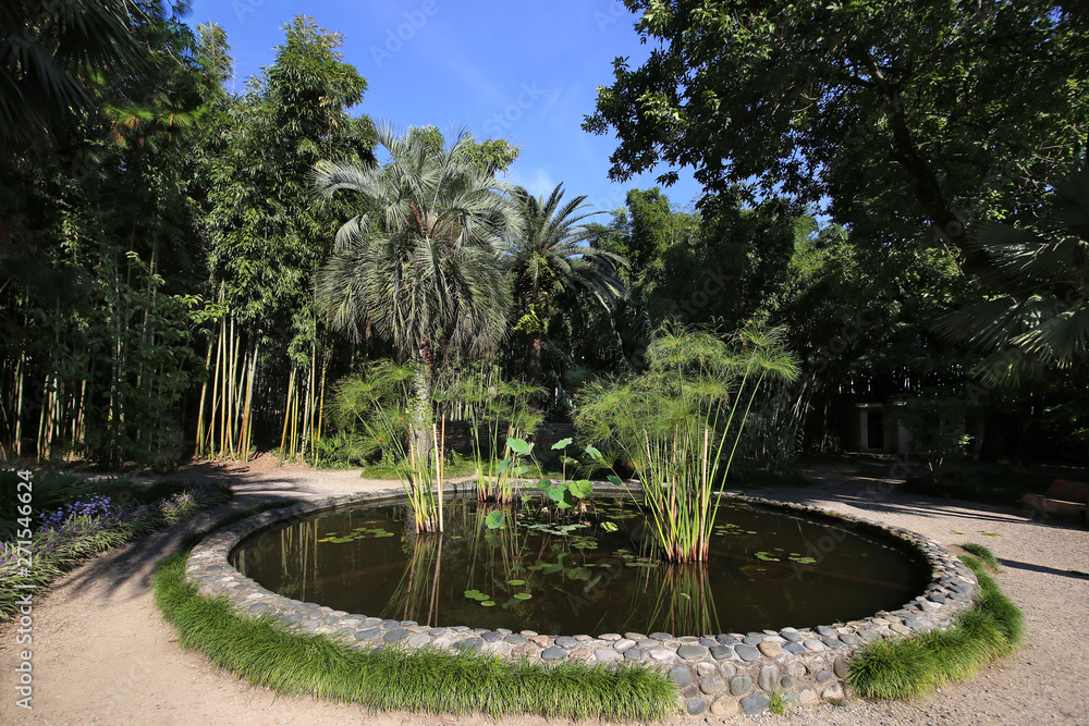 A pond with plants in the Central Botanical Garden.