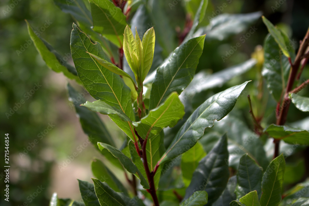 Green bay leaf growing in organic garden, spice ingredient background.The Bay leaf is an aromatic leaf commonly used in cooking. It can be used whole, or as dried and ground.