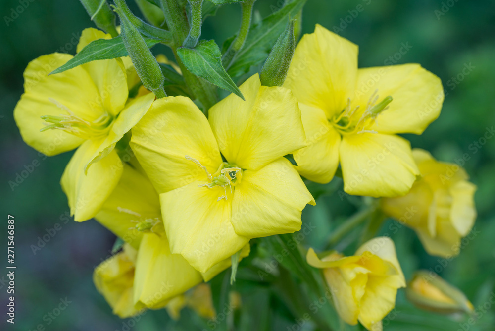 Fototapeta premium evening primrose yellow flowers