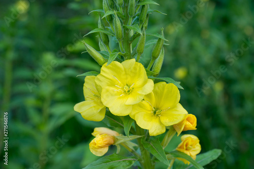 evening primrose yellow flowers